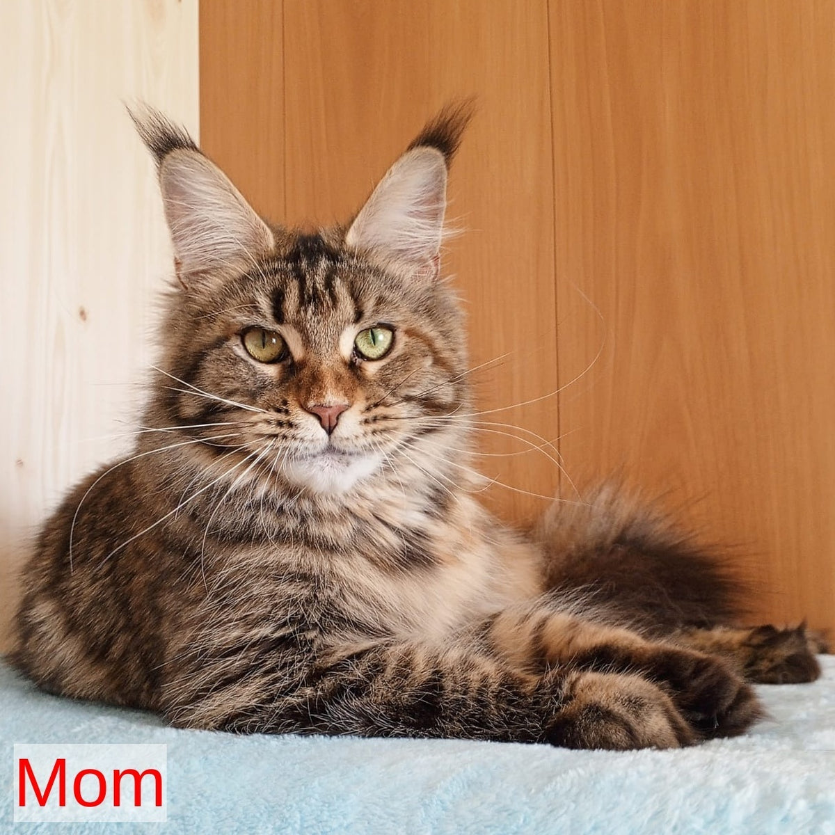 Willy Maine Coon male, red
