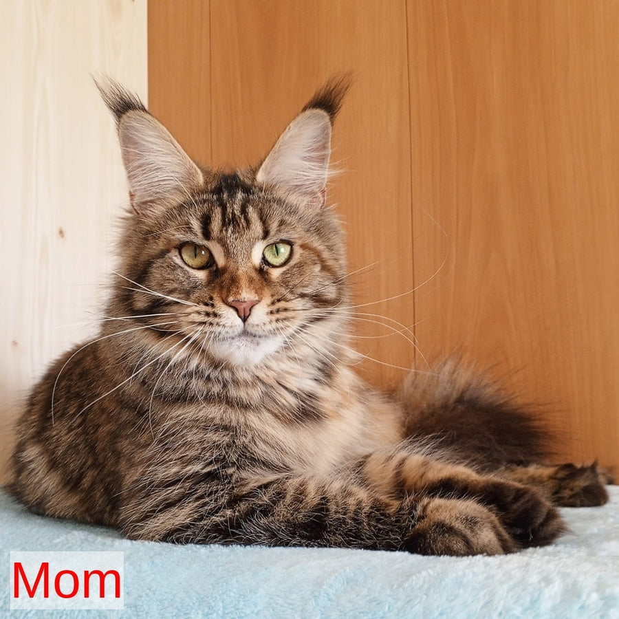 Willy Maine Coon male, red