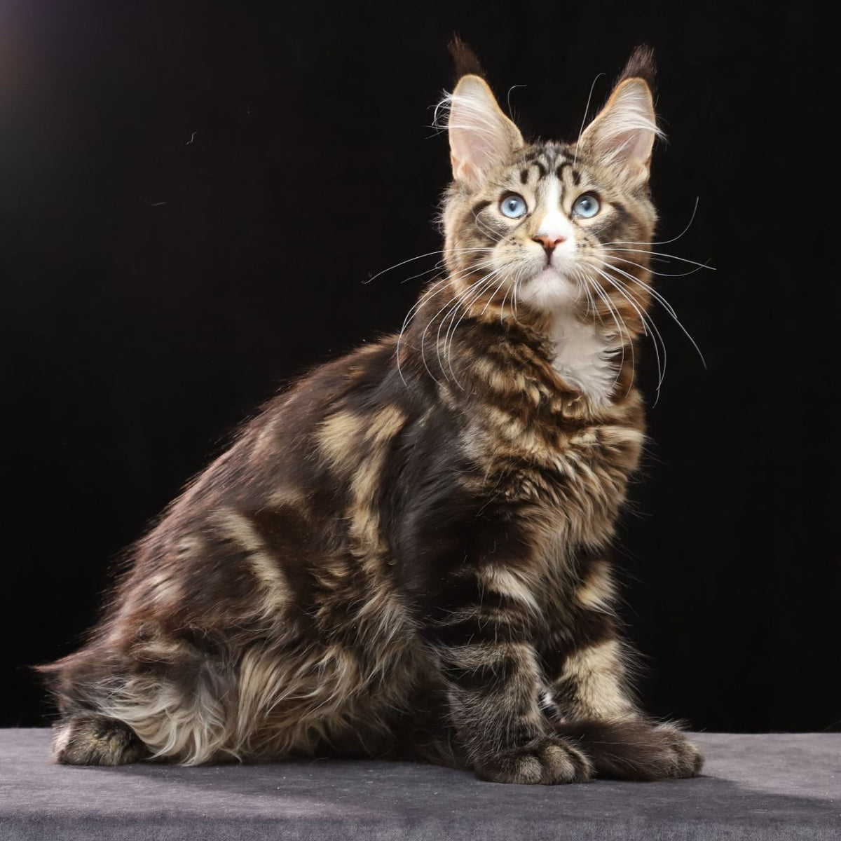 Robson Maine Coon male, black tabby bicolour