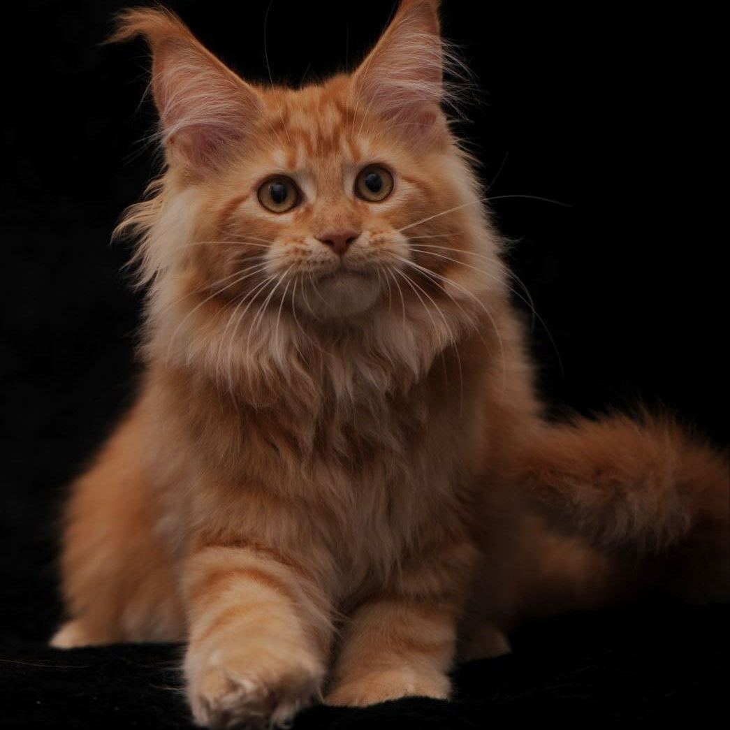 Rakel Maine Coon female, red