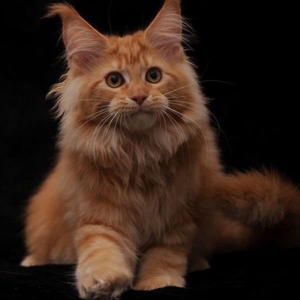 Rakel Maine Coon female, red