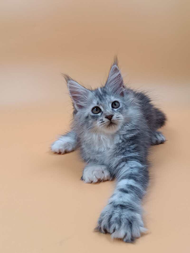 Juliana Maine Coon polydactyl 6x6x6x6 female, black tortie silver