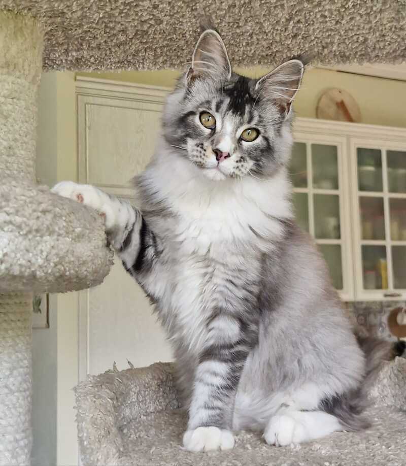 Barbariska Maine Coon female, black silver ticked tabby with white
