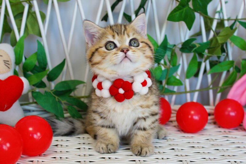 Freya Munchkin female, chocolate golden spotted tabby