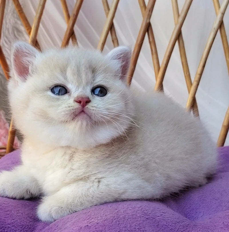 Willy British Shorthair male, lilac golden chinchilla