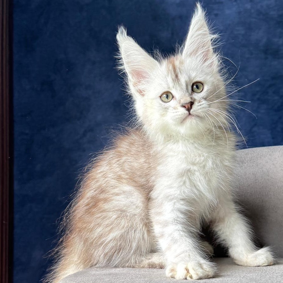 Wabach Maine Coon male, black silver spotted tabby
