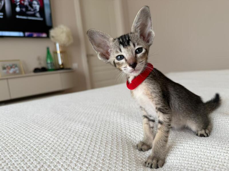 Aveline Oriental Shorthair female black ticked tabby - live animals