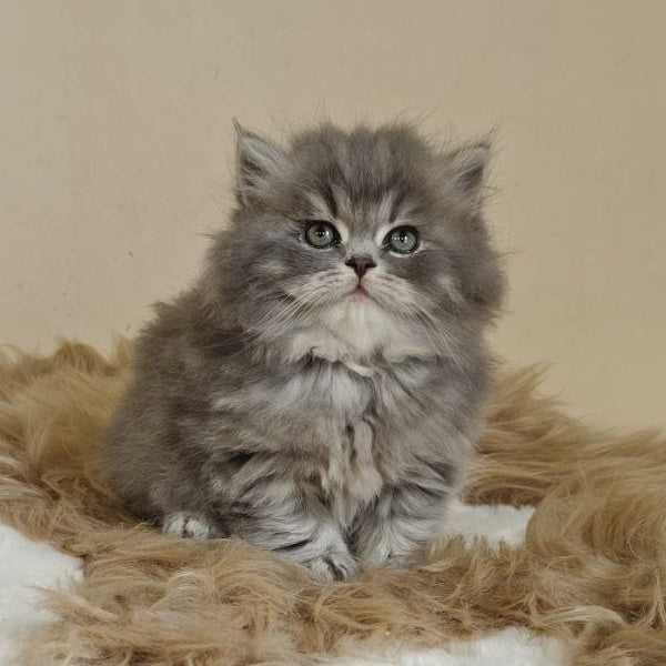 Kolin Scottish Straight male, blue spotted tabby