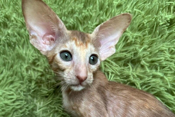 Luna Oriental Shorthair female cinnamon tortie - live animals