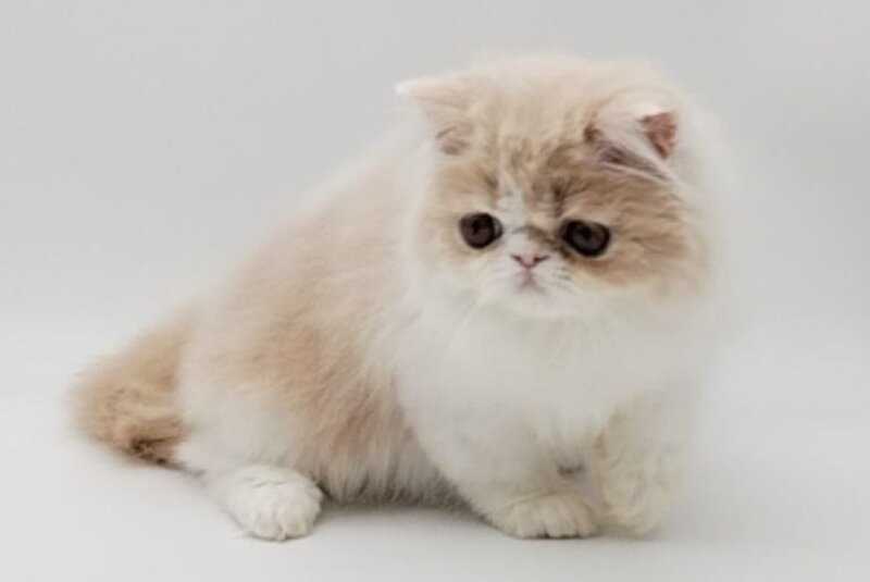 Prokop Persian male, cream bicolour