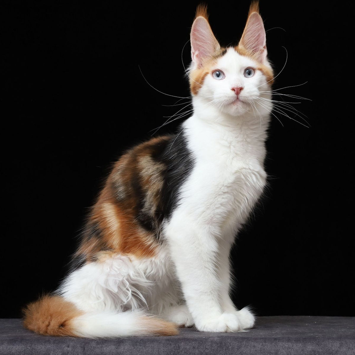 Sienna Maine Coon female, black tortie tabby bicolour