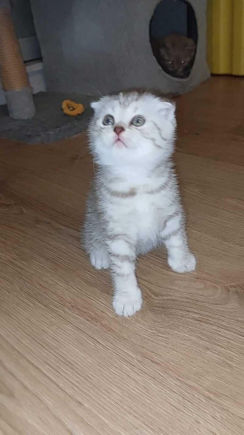 Mia Scottish Fold female, lilac silver spotted tabby