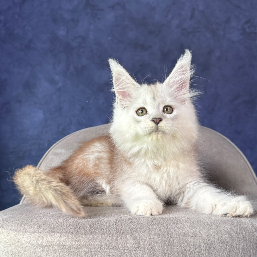 Tabatha Maine Coon female, black silver spotted tabby