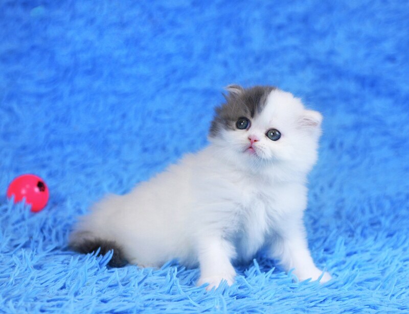 Fantasia Scottish Straight female, blue tabby van