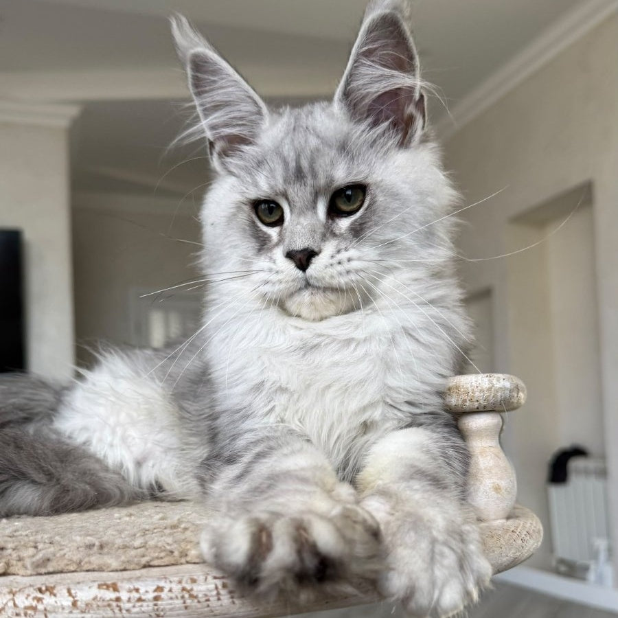 Paris Maine Coon male, black silver tabby
