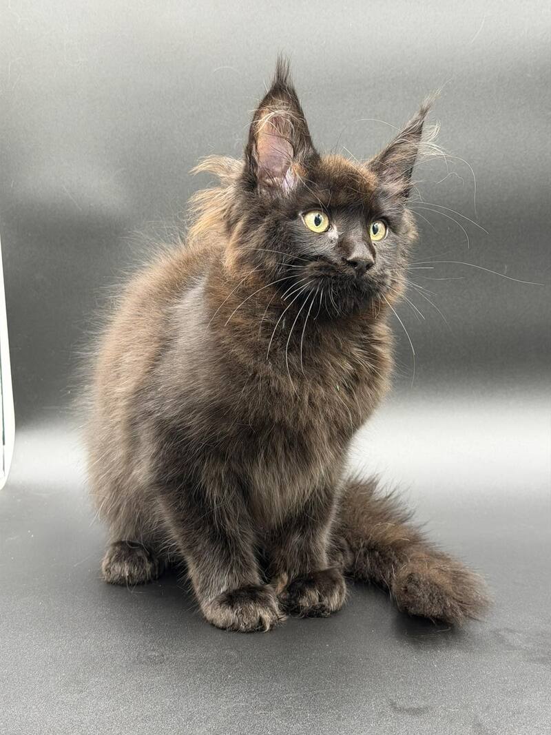 Frank Maine Coon male black - live animals