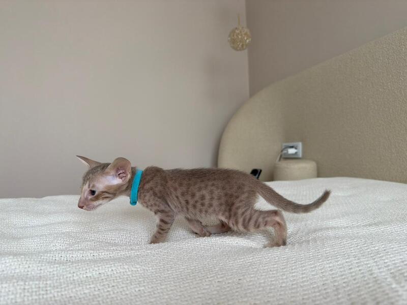 Axel Oriental Shorthair male lilac spotted tabby - live animals