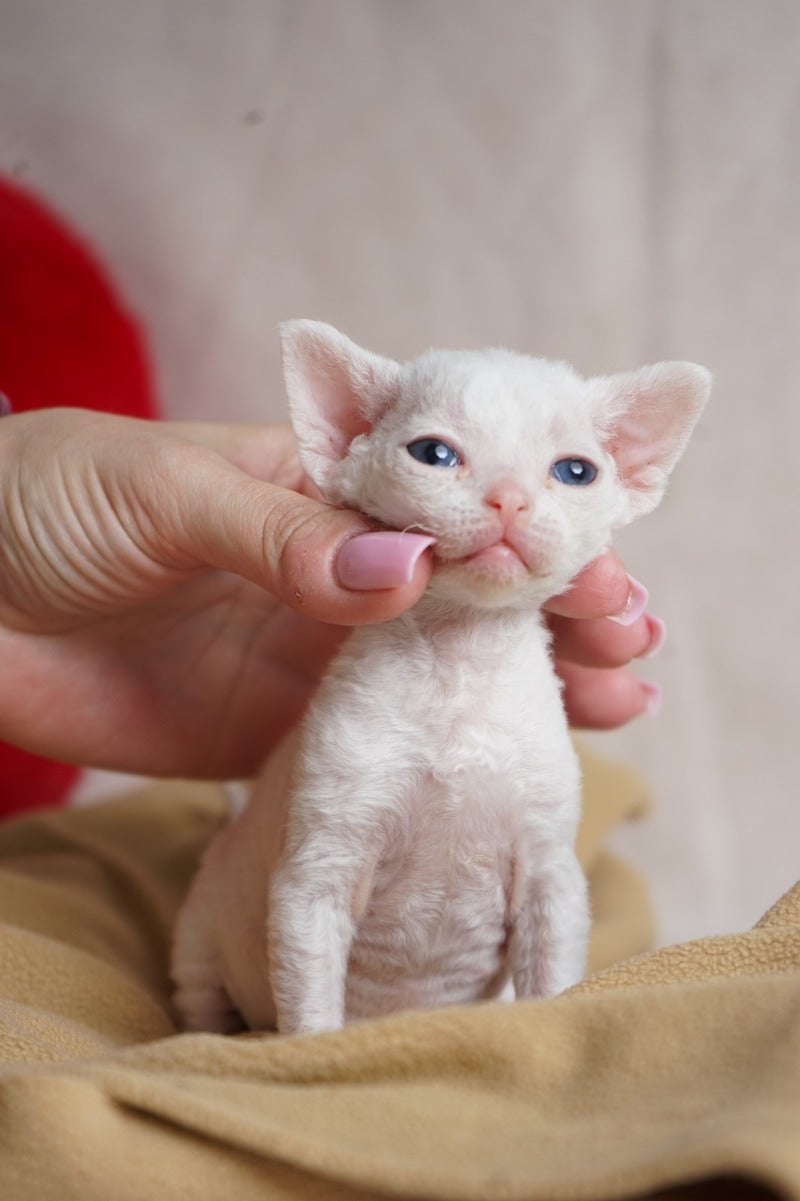 Nika Devon Rex female white - live animals