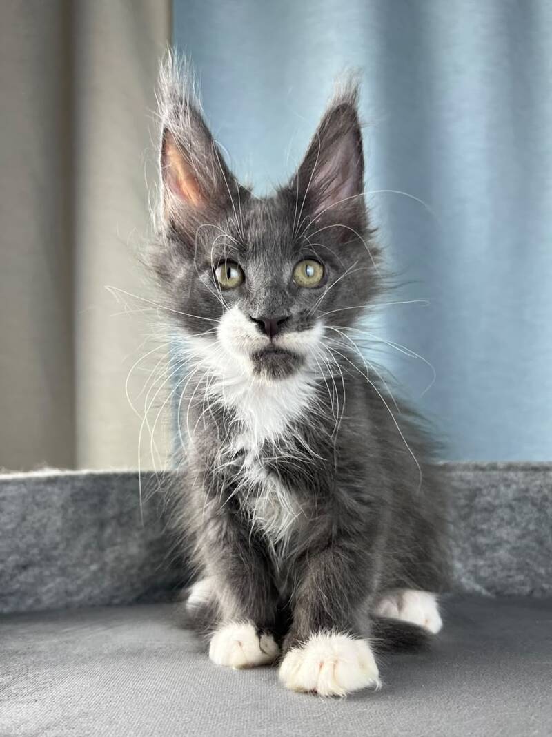 Nautilus Maine Coon male, blue with white