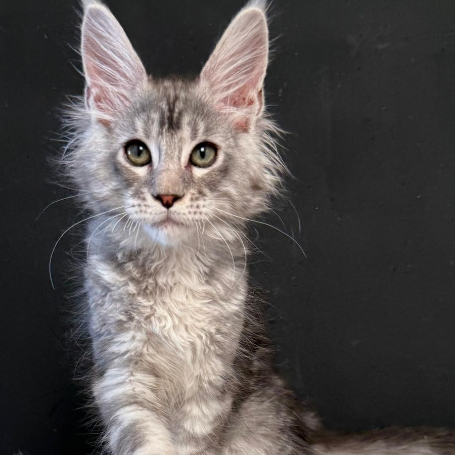 Lavr Maine Coon male, black silver tabby