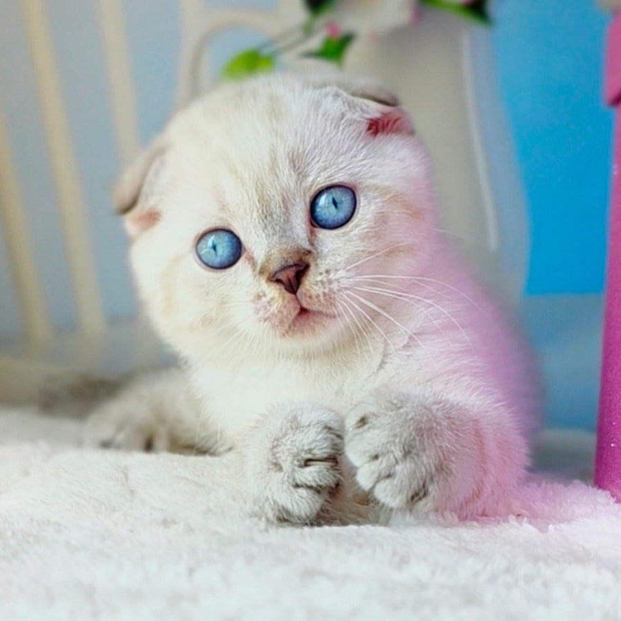 Chester Scottish Fold male, chocolate tabby pointed