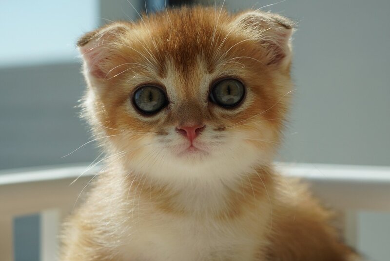 Quentin Scottish Fold male, black golden shaded