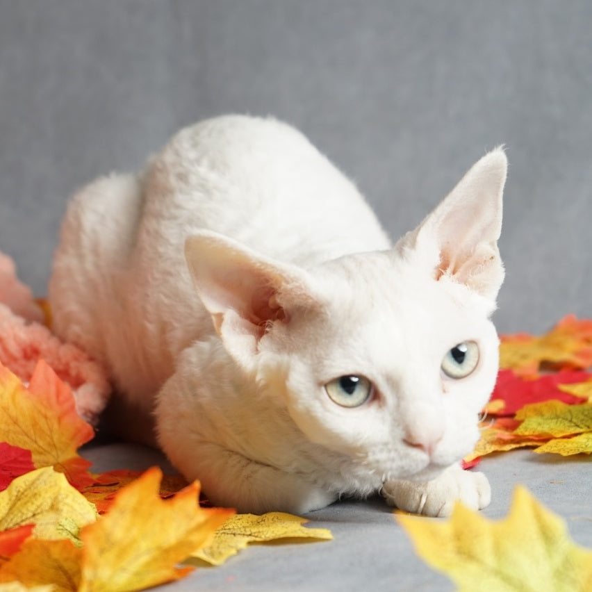 Nika Devon Rex female, white
