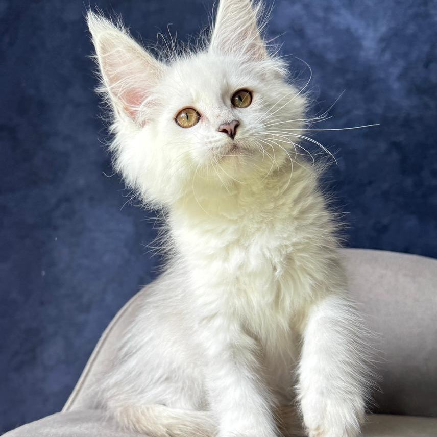Wycliffe Maine Coon female, black silver shaded