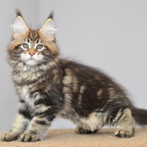 Kavaler Maine Coon male, black tabby