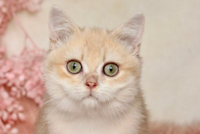 Ivor British Shorthair male, lilac golden chinchilla