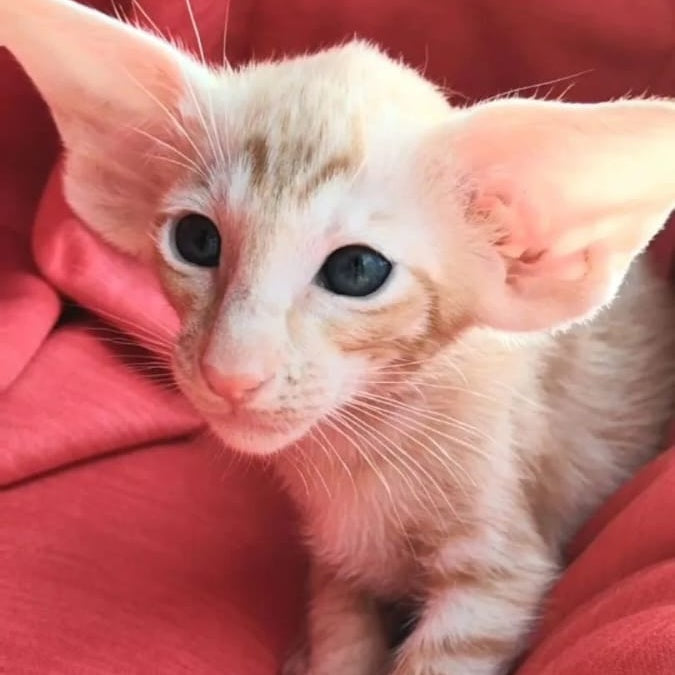 Z'Stepan Oriental Shorthair male, red