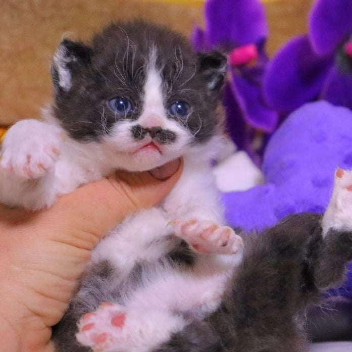 Derec Selkirk Rex male, black bicolour