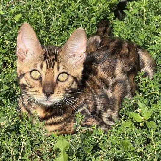 Wind Bengal male, black spotted tabby
