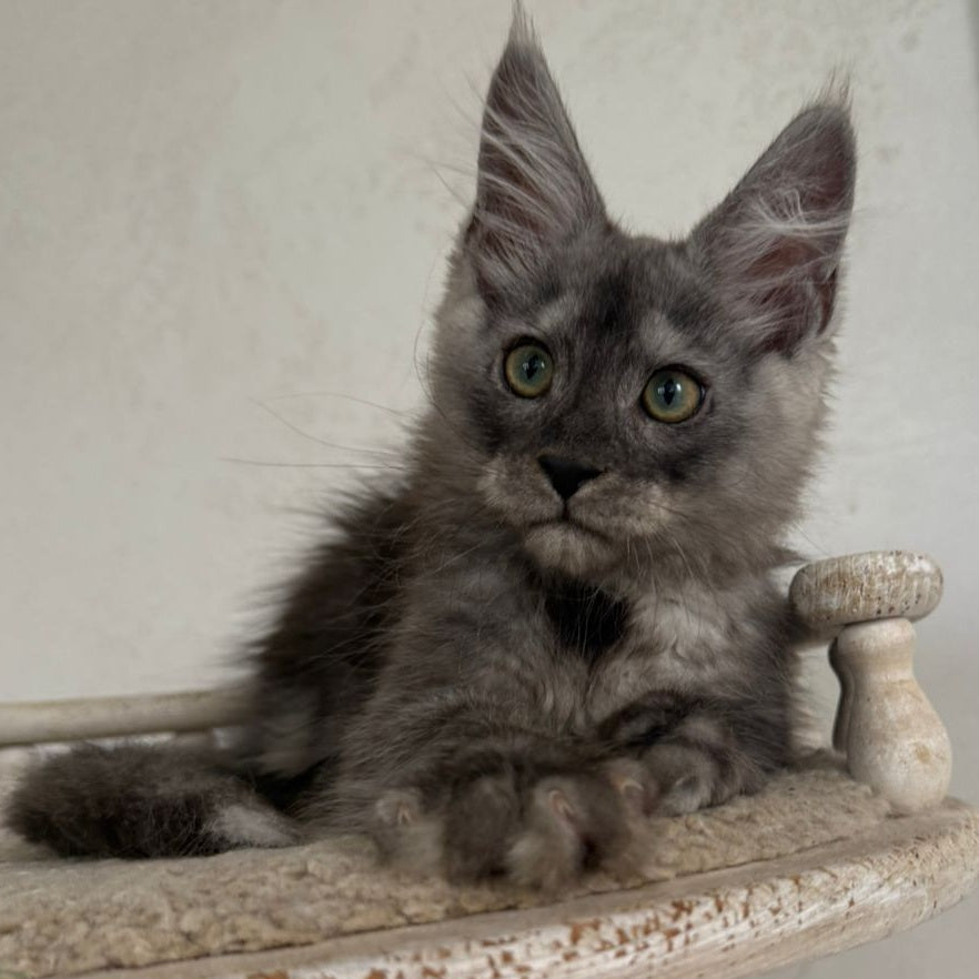 Kupidon Maine Coon male, black silver with white