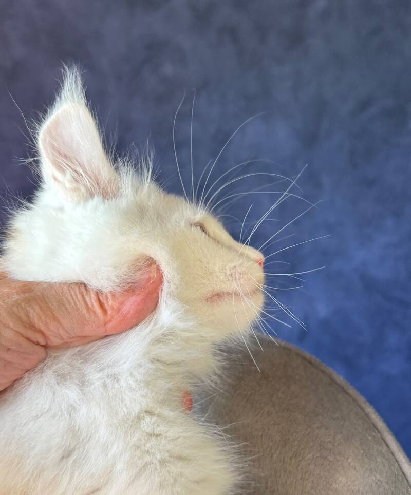 Gar Gar Maine Coon male, red silver with white