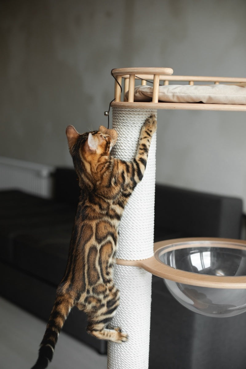 Jaime Bengal male black spotted tabby - live animals