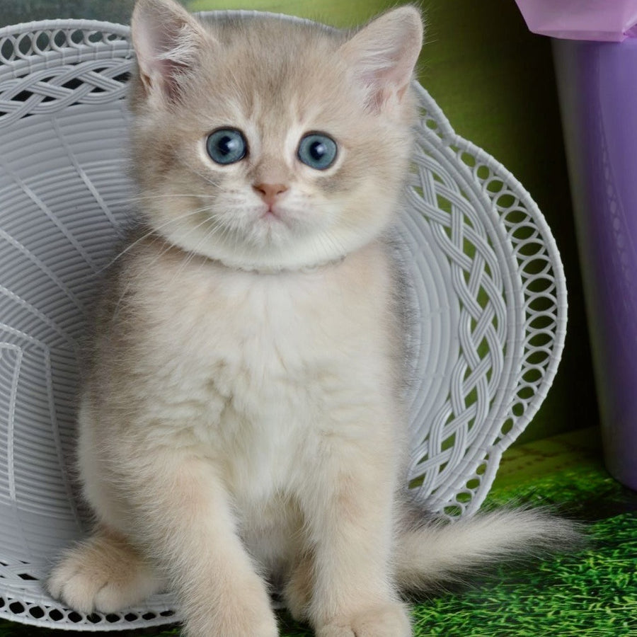 Ursula British Shorthair female, blue golden shaded