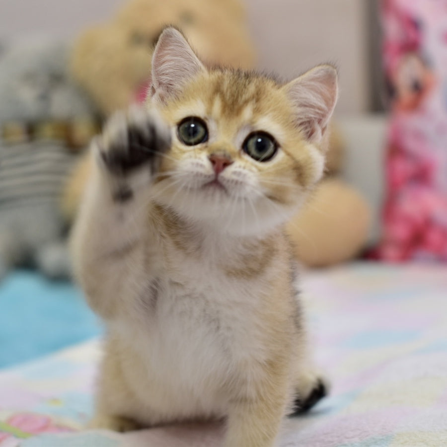 Finik British Shorthair female, black golden ticked tabby