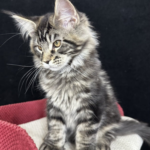 Casper Maine Coon male, black tabby
