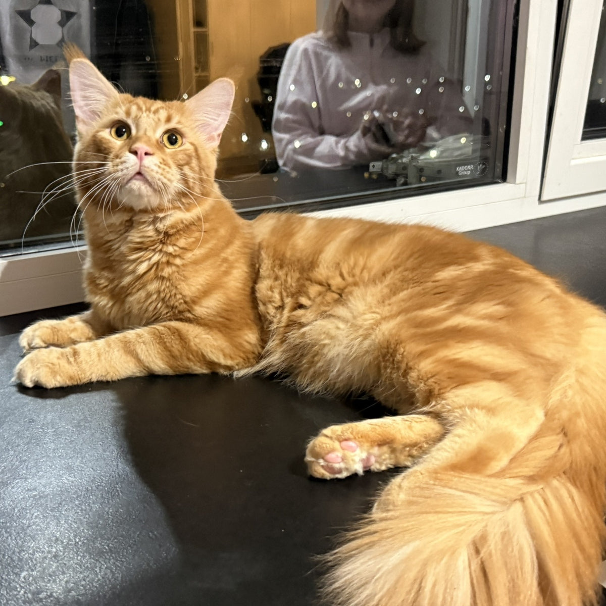 Alex Maine Coon male, red tabby