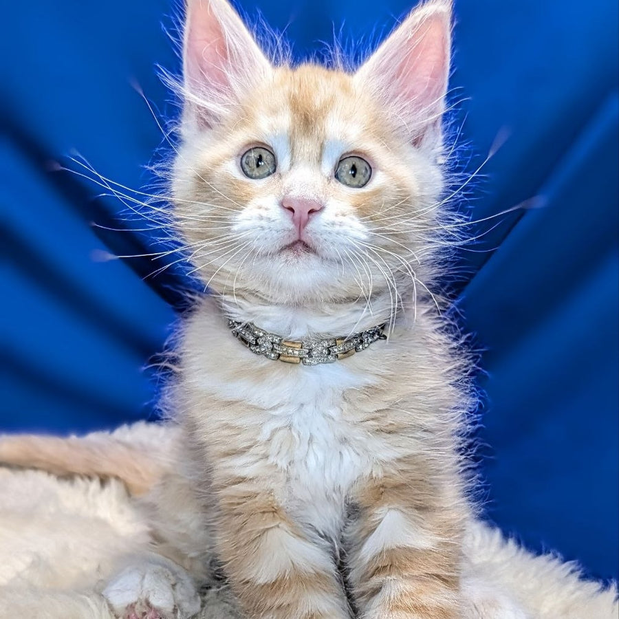 Yukon Maine Coon male, red silver tabby