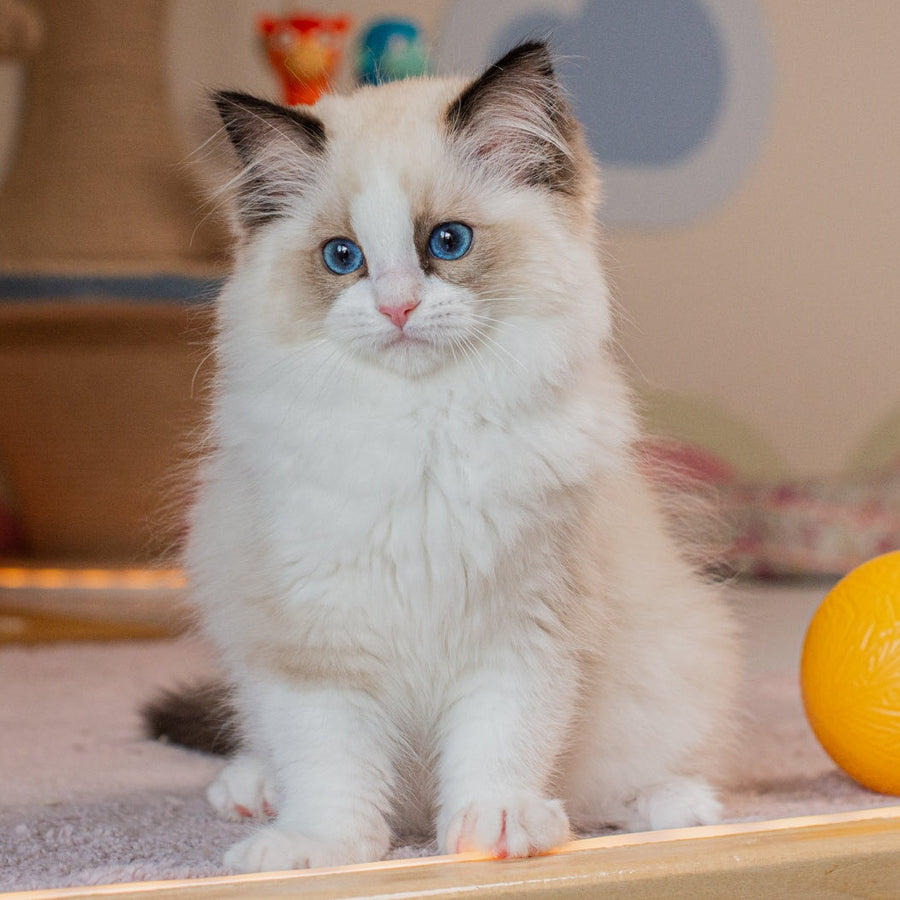 Valencia Ragdoll female, seal bicolour