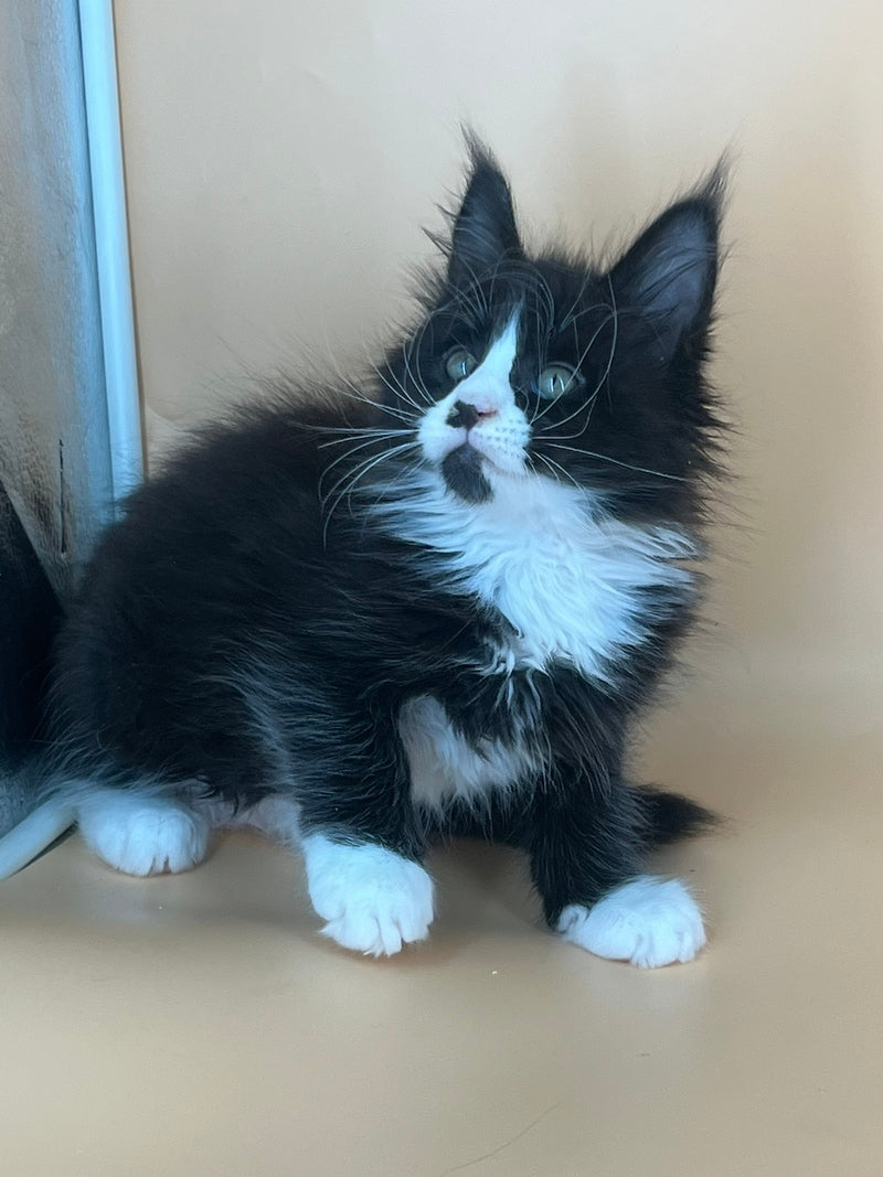 Bred Maine Coon male, black bicolour