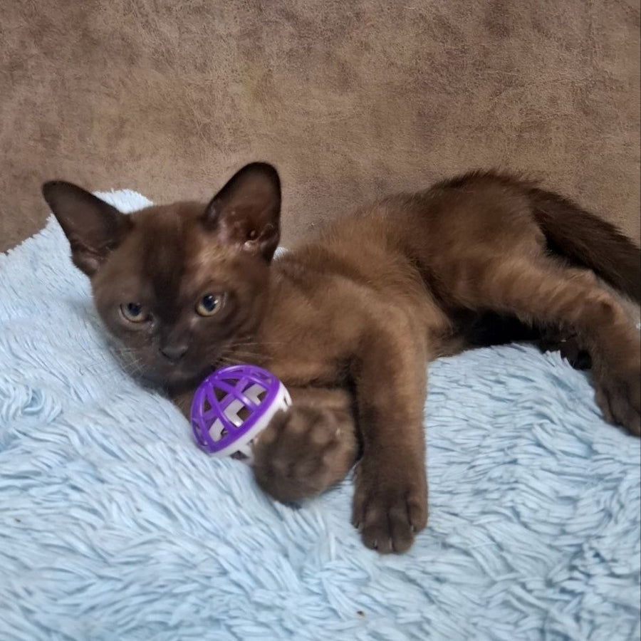 Hardi Burmese male, black