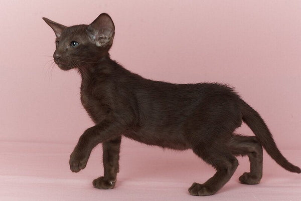 Quentin Oriental Shorthair male chocolate - live animals
