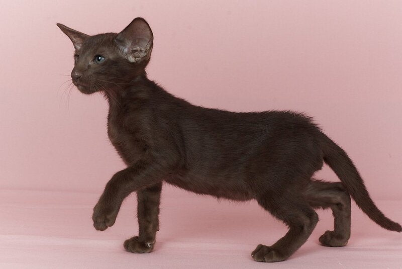 Quentin Oriental Shorthair male chocolate - live animals