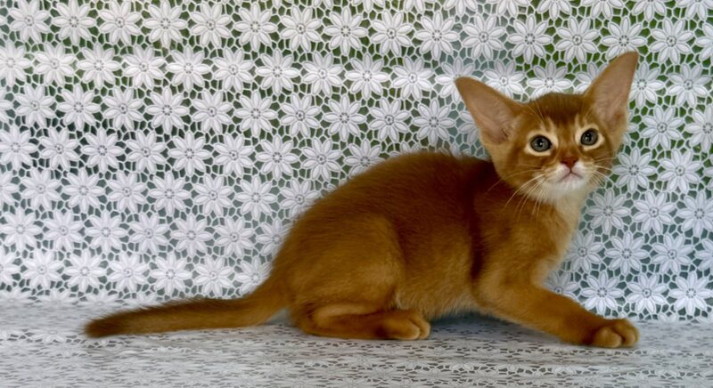 Ellada Abyssinian female sorrel - live animals