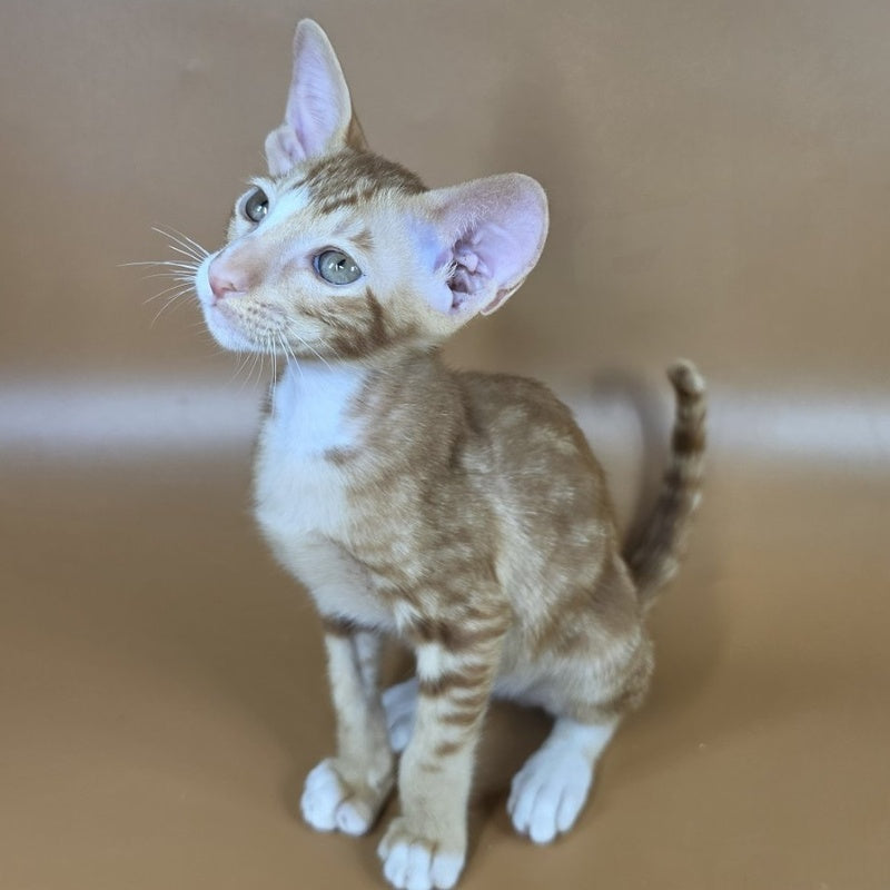 Xylan Oriental Shorthair male, red tabby mitted