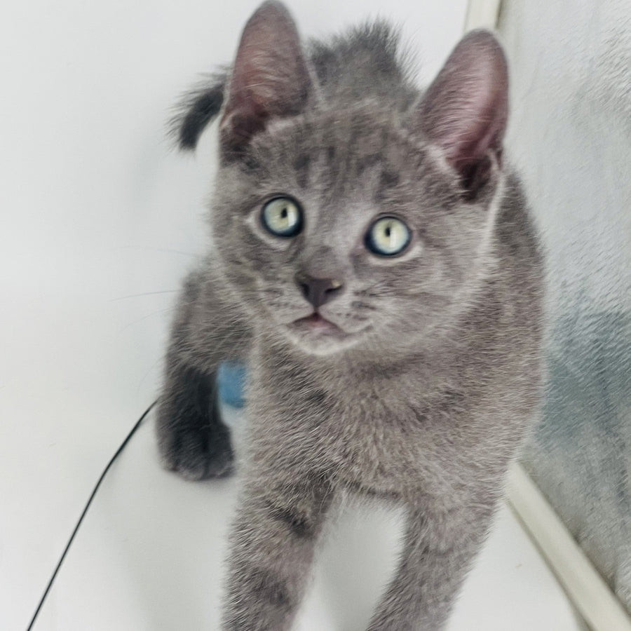 Archie Russian Blue male, blue