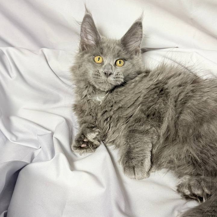 Fablette Maine Coon polydactyl 6x6x6x6 female, blue silver with white